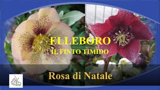 ELLEBORO UN FIORE DA COLLEZIONISTI [upl. by Coleman]