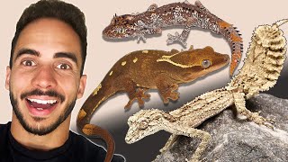 Top 3 Amazing Geckos Youve Never Heard Of [upl. by Cordier]