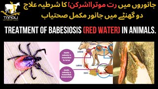 Treatment of Babesiosis Red Water in Animals  جانوروں میں رت موتراشرکن کا شرطیہ علاج [upl. by Crofoot]