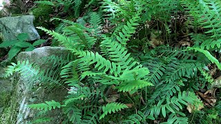 Rock Cap Polypody [upl. by Sclar]