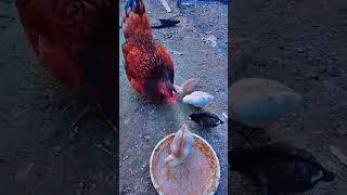 chicken murgon ayam murgipalon murgir birds [upl. by Etnaid865]