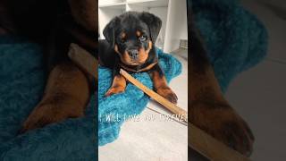 Évolution Kaiser 28Mois chiot rottweiler rottweilershortvideo subscribe puppy youtubeshorts [upl. by Yeniar]