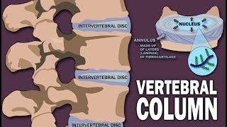 Endoscopic Lumbar Discectomy [upl. by Eleanora]