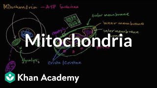 Mitochondria  Structure of a cell  Biology  Khan Academy [upl. by Ecurb]