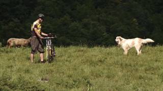 Cani da protezione regole di comportamento da attuare in presenza di cani da protezione [upl. by Dempsey389]