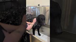 Doggy Daily 354 Junior the Curly Coated Retriever 🐾 curlycoatedretriever doggrooming [upl. by Yasmine417]