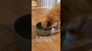 BONE BROTH for Dogs is Healthy dogfood bonebroth shorts [upl. by Iiette]