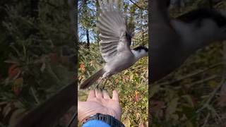 Superior National Forest Canada Jays Eating Breakfast With Us in MN Rustic Campgrounds [upl. by Akima332]