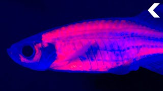 DrugAddicted Fish Are Helping Scientists Solve the Opioid Crisis [upl. by Mcquade]