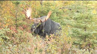 Chasse à lorignal à la pourvoirie Baronnie de Kamouraska [upl. by Tallia265]