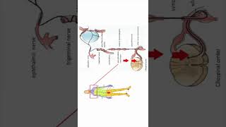 Ciliospinal reflex Horners syndrome neuroanatomy shorts [upl. by Weldon]