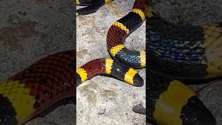 Finding the Most Venomous Snake in Austin Texas [upl. by Schaumberger]