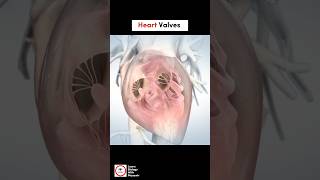 Heart Valves  Cardiology  LearnWithMusawir [upl. by Orlina]