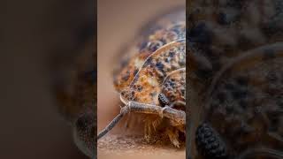 Focus Stacking of Macro Photography OM System naturephotographers nature macrocaptures [upl. by Brigida]