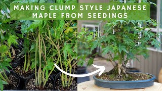 Making Clump Style Japanese Maple Bonsai from Seedlings [upl. by Rabelais419]