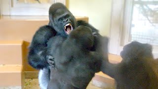 Gorilla Big Fight Silverback Is Angry Toward His Son  The Shabani Group [upl. by Corson611]