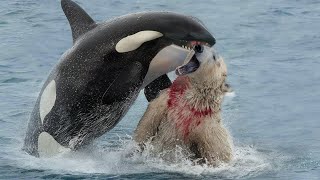 When A Polar Bear Meets A Hungry Orca [upl. by Lebasi]