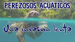 Perezosos acuáticos Una invasión lenta [upl. by Stryker]