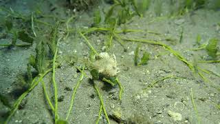 Dwarf Frogfish Takes A Stroll Through Green Feather Algae Blue Heron Bridge Palm Beach County [upl. by Lurie]