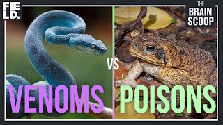 Venoms vs Poisons [upl. by Yentirb]