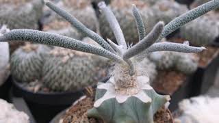 Our Astrophytum CaputMedusae Latest Collection [upl. by Atekram]