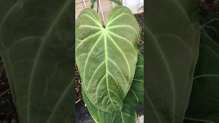 Anthurium Magnificum new leaf on october 2024 aroid anthurium [upl. by Halliday587]