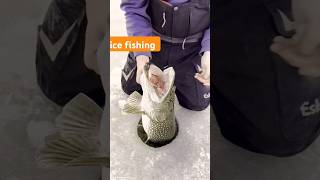 Gaint pike through ice shorts fishing fishingvideo ice icefishing icefishingtips [upl. by Nodyarg]