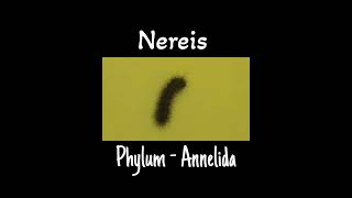 Specimen of phylum Annelidanereis  Nereis of phylum Annelida  Impeccable science [upl. by Switzer]