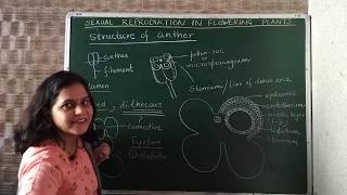 Structure of anther and microsporogenesis anthermicrosporogenesispollendevelopment [upl. by Lydnek]