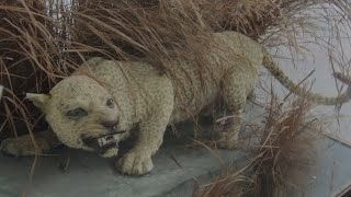 Alive or ExtinctThe Zanzibar Leopard [upl. by Lafleur]