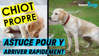 Comment rendre un CHIOT propre RAPIDEMENT [upl. by Rednasyl]