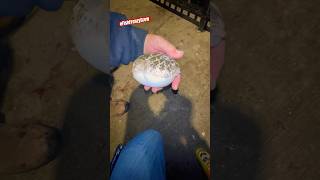 Here’s a video of a Smooth Toadfish in action before I safely released it fishfrenzycrew [upl. by Zosema645]