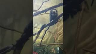 White Faced Saki Monkeys shorts  Jumping amp Eating [upl. by Ahsinned]