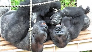 Kiyomasa and Annies hero Shabani filled with love Gorilla Silverback [upl. by Dorn]