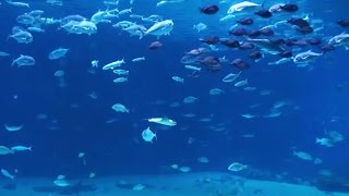 Beautiful Aquarium with Relaxing Sounds to Fall Sleep [upl. by Schriever]