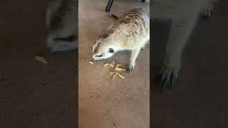 Jerry the Meerkat always collects the cheese tax 😍 cuteanimals funnyanimals wildlife nature [upl. by Htor]