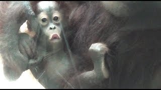 Baby Orangutan LOKI 03  Older Brother RIKI [upl. by Annyahs]