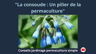 LA CONSOUDE OFFICINALE FACILE au potager permaculture facile 🌿 [upl. by Champagne80]