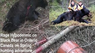 Rage Hypodermic Titanium test destroys Black Bear in Canada perfect shot placement Mathews bow POV [upl. by Durwin137]