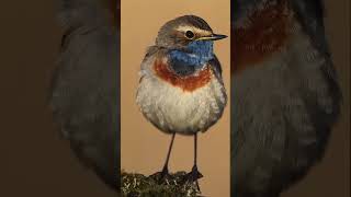 Sound of Nature  Bluethroat birdspecies birds shortvideo [upl. by Ping]