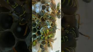 Are You Afraid of Wasps Watch for Friendly Paper Wasps Polistes Vespidae in The Nest Kyiv Ukraine [upl. by Arvonio558]