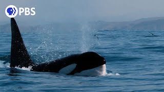 How Orcas Hunt Dolphins [upl. by Srednas]