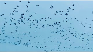 Canada Geese migrating for the Winter geese goose [upl. by Alleyn933]