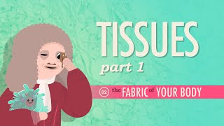 Tissues Part 1 Crash Course Anatomy amp Physiology 2 [upl. by Elephus874]