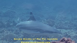 Shark Diving in Thailand [upl. by Irtemed518]