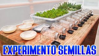 Experimento semillas  Tupper VS Germinadores [upl. by Larisa]