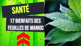 Découvrez les 17 Bienfaits Surprenants des Feuilles de Manioc [upl. by Eisen]