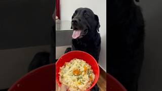 Best Healthy Food Recipe For My Dog doglover lucky [upl. by Barrett]