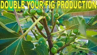 Fertilizing Figs For Maximum Production  Double Your Fig Harvest [upl. by Sothena196]