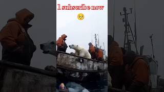 🐻‍❄️ Tiny Polar Bears Heartwarming Rescue 😍 PolarBearRescue WildlifeConservation ArcticAnimals [upl. by Enyrhtak]